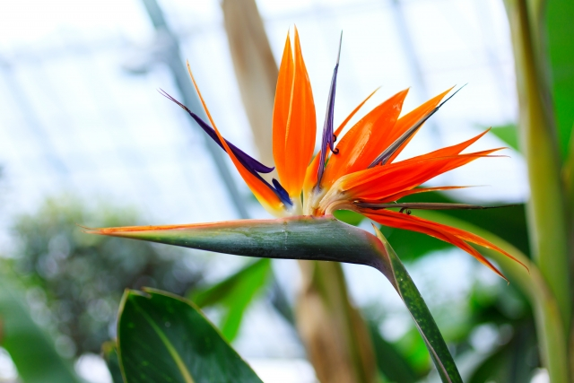 この花なーんだ？