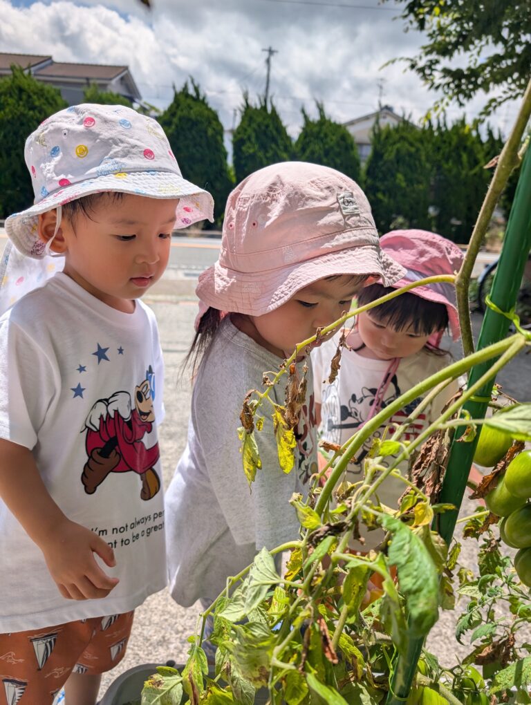 収穫🍅～今度はトマト～